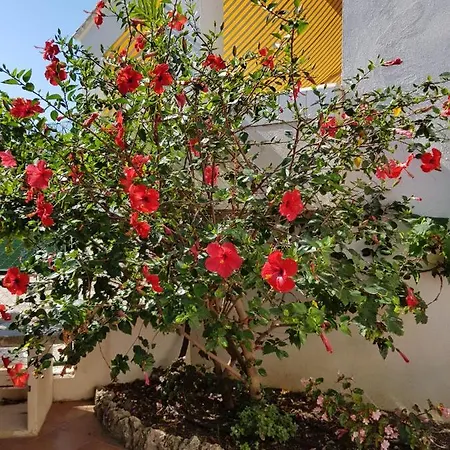 Deluxe Athos 50 Mp Garden Patio Golf & 3*